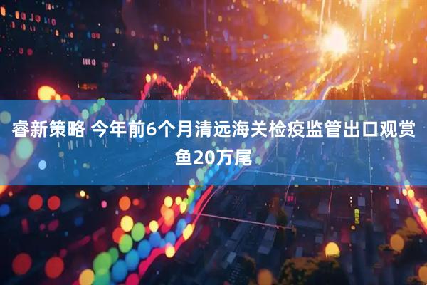 睿新策略 今年前6个月清远海关检疫监管出口观赏鱼20万尾